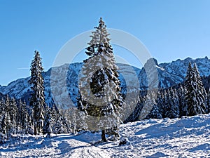 Trail in snowy mountain forest landscape by blue sky and sunshine
