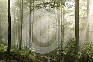 trail through the spring deciduous forest at sunrise in foggy weather fresh green leaves on branches of trees backlit by the