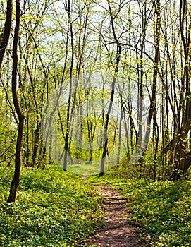 Trail in spring forest