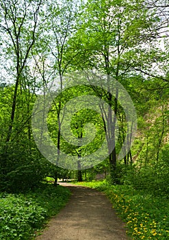 Trail in spring forest