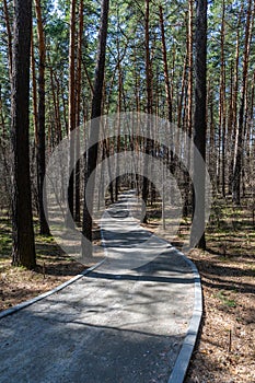 The trail in the spring forest with foliage in the natural park in Russia