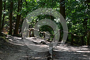 Trail in Spring in the Forest of the Neighborhood Grunewald, Berlin photo