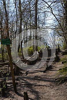 Trail in Spring in the Forest of the Neighborhood Grunewald, Berlin photo