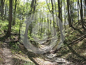 Trail in Springtime