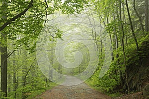 trail through springtime deciduous forest with beech trees covered lush foliage in foggy weather the footpath leads to top of