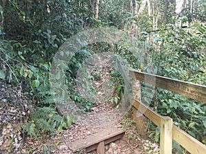 Trail with step and railing in the Guajataca forest in Puerto Rico