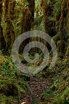 Trail surrounded by lush green bushes and trees in the rain forest on Cerro Ena in Costa Rica