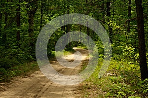 Trail surrounded by tall green trees