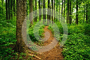 Trail through tall trees in a lush forest, Shenandoah National P