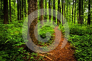 Trail through tall trees in a lush forest, Shenandoah National Park