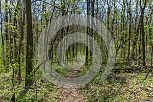 Trail through tall trees in a lush forest, Shenandoah National Park, Virginia.