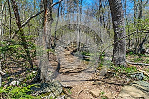 Trail through tall trees in a lush forest, Shenandoah National Park, Virginia.