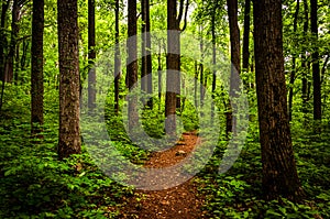 Trail through tall trees in a lush forest, Shenandoah National Park photo