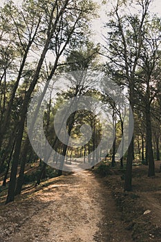 Trail thrugh pine trees shadows Mallorca photo