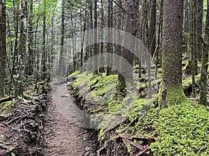 The Trail to Andrews Bald