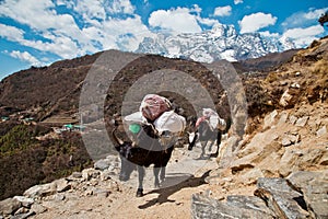 Trail to Everest base camp photo