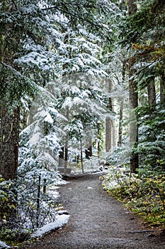 Trail to Joffre Lakes Provincial Park, British Columbia, Sea to Sky Highway, Canada