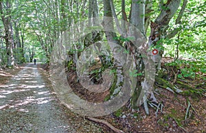 Trail to Ljubicko Brdo, Baske Ostarije, Croatia