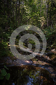 Trail to Lonesome Lake, White Mountains