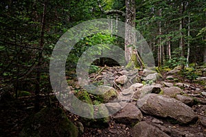 Trail to Lonesome Lake, White Mountains