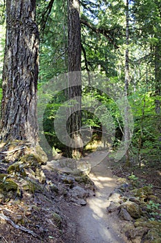 Trail to Proxy Falls, Oregon