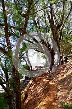 Trail to Sealodge Beach, North Shore, Kauai, Hawaii, USA