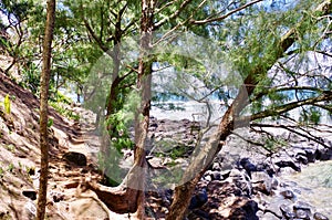 Trail to Sealodge Beach, North Shore, Kauai, Hawaii, USA