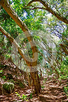 Trail to Sealodge Beach, North Shore, Kauai, Hawaii, USA