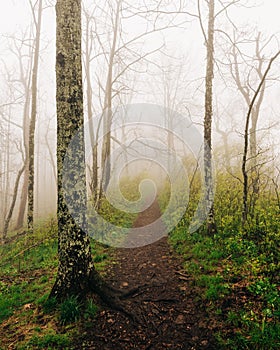 Trail to the summit of Sharp Top Mountain in fog, on the Blue Ridge Parkway, Virginia