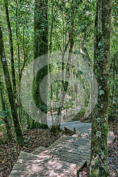 Trail to the 1000 year old yellowwood tree