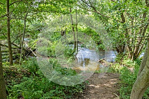 Trail towards Geul river with plenty of water seen from hill among wild vegetation