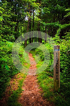 Trail and trail marker post in Shenandoah National Park