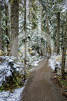 Trail through the trees at Joffre Lakes Provincial Park, British Columbia, Sea to Sky Highway, Canada
