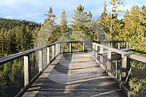 The trail trees Lipno Lookout