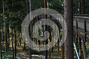 The trail trees Lipno Lookout