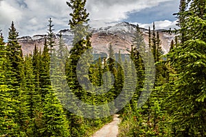 Trail by the trees in Peyton Lake area