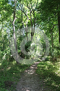 A trail through the tropical forest