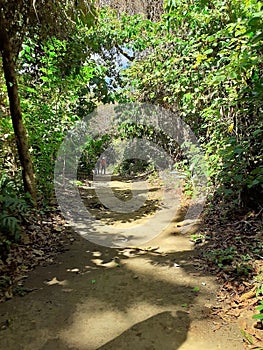 Trail in tropical forest, Nicaragua. photo