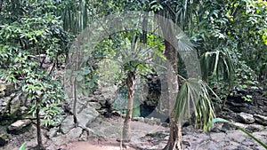 Trail through the tropical jungle of the Riviera Maya in Mexico with a freshwater river