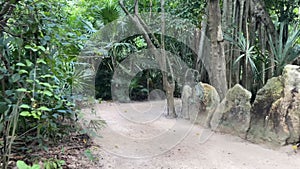 A trail through the tropical jungle of the Riviera Maya in Mexico, this is a very beautiful place with a very rich ecosystem full