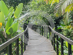 Trail trough the jungle at cahuita national reserve