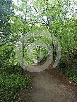 A trail under the trees in Lorient