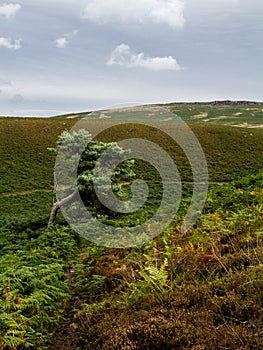 trail up to Bamford Edge, Peak District, U.K.