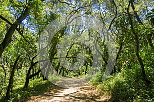 Trail through a verdant forest in Pulgas Ridge OSP