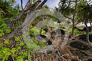 Trail in Waianapanapa State park