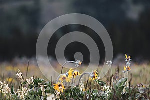 A trail walk through Eastern Oregon forest wild flower meadows.