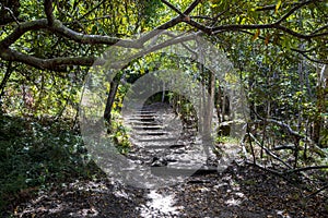 Trail Walking path in forest of Kirstenbosch National Botanical Garden