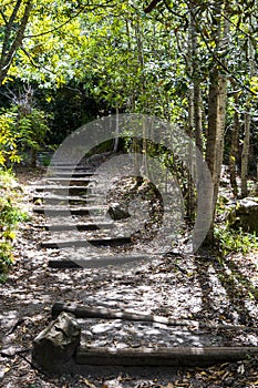 Trail Walking path in forest of Kirstenbosch National Botanical Garden