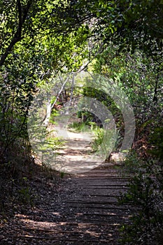 Trail Walking path in forest of Kirstenbosch National Botanical Garden