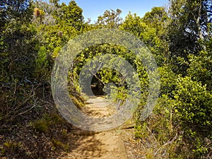 Trail Walking path in forest of Kirstenbosch National Botanical Garden